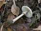 Karcsú őzlábgomba (Macrolepiota mastoidea), Pilis